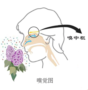 嗅覺不好，學(xué)學(xué)健鼻功