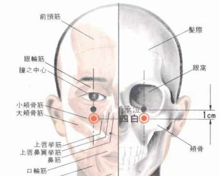 四白穴→治青光眼、近視