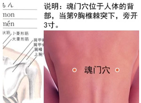 魂門穴→治胸脅痛、嘔吐