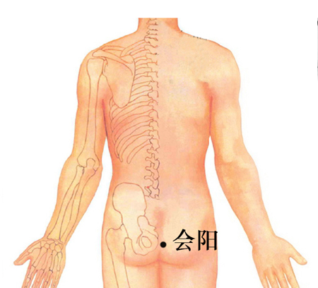 會(huì)陽穴→治泄瀉、便血