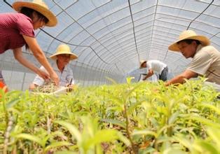 中草藥質量監(jiān)管，從規(guī)范中藥材種植采集開始