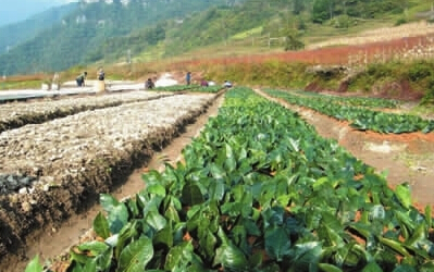 助推襄陽中藥材產業(yè)做大做強
