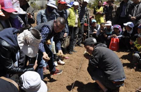 香格里拉市總工會到尼西鄉(xiāng)扶貧掛鉤點進行中藥材種植培訓(xùn)