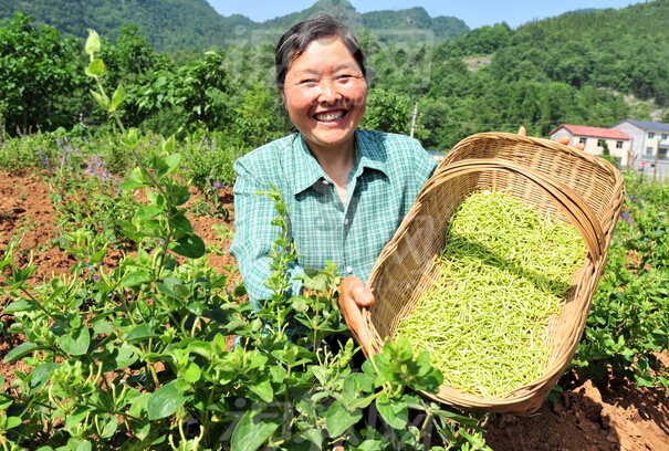 遂昌縣基層干部帶領(lǐng)村民種植中草藥實現(xiàn)脫貧致富