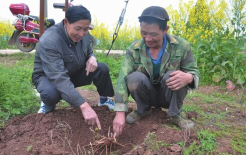 忠縣返鄉(xiāng)創(chuàng)業(yè)者黃會(huì)平帶領(lǐng)貧困戶種中藥材