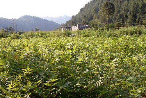 價格猛漲 巴中藥材種植迎來“春風(fēng)”