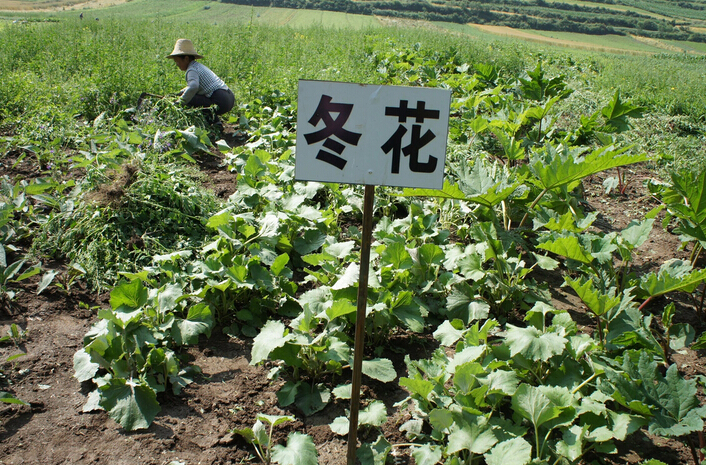 中藥材種植成為桂林市農(nóng)民增收新亮點