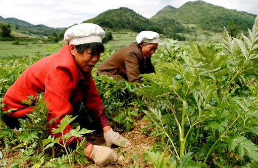 中藥材種植：都有哪些中藥材除草劑？