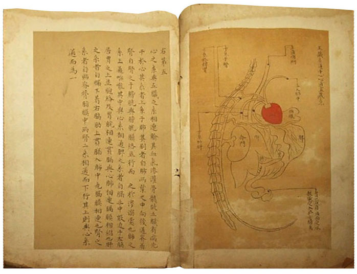 《存真圖》較早地利用解剖經驗