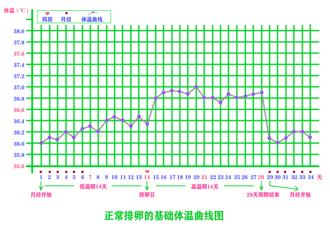 正常排卵的基礎體溫曲線圖