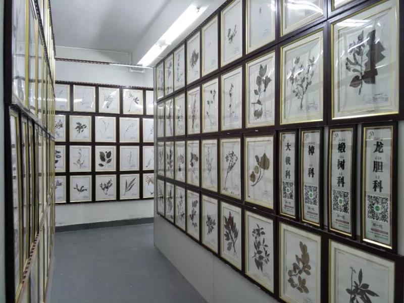 團(tuán)隊(duì)參觀(guān)嶺南中醫(yī)藥文化博物館