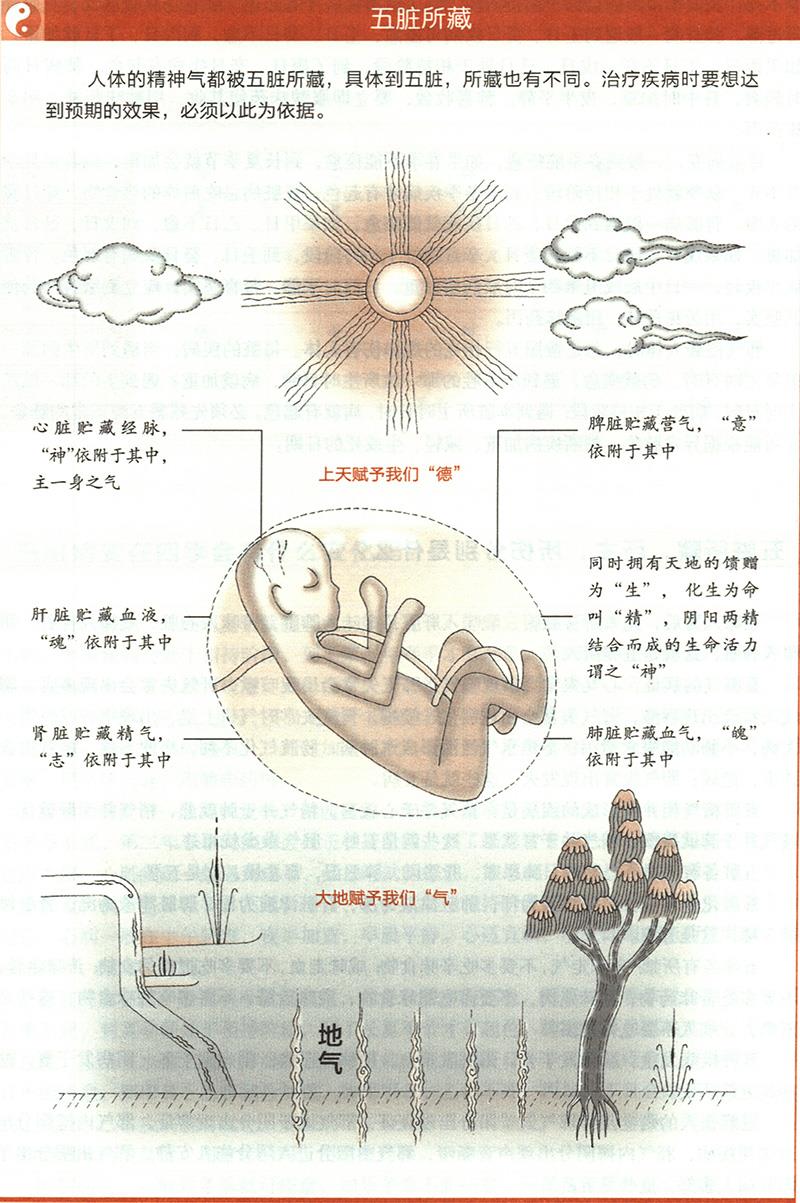 五臟所藏，所主，所傷分別是什么？