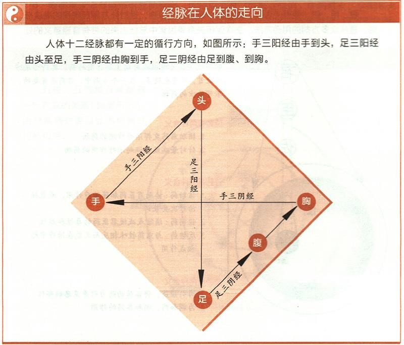 十二經(jīng)脈的起止點分別在哪里？