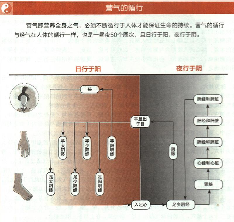 營(yíng)氣在體內(nèi)是如何循環(huán)的？