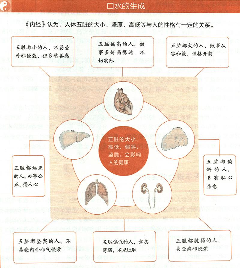 你知道自己臟腑的大小嗎？