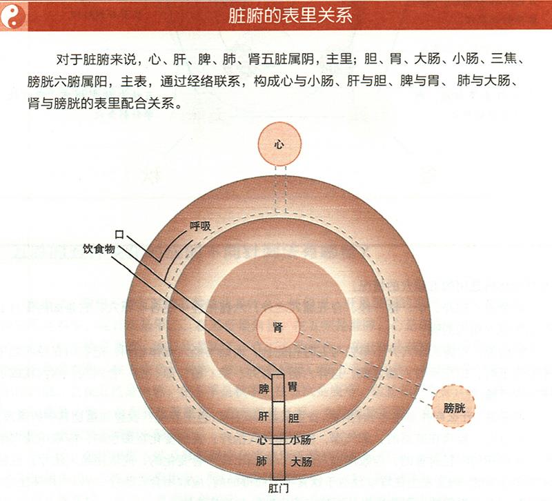 臟腑與各組織之間是什么關(guān)系？