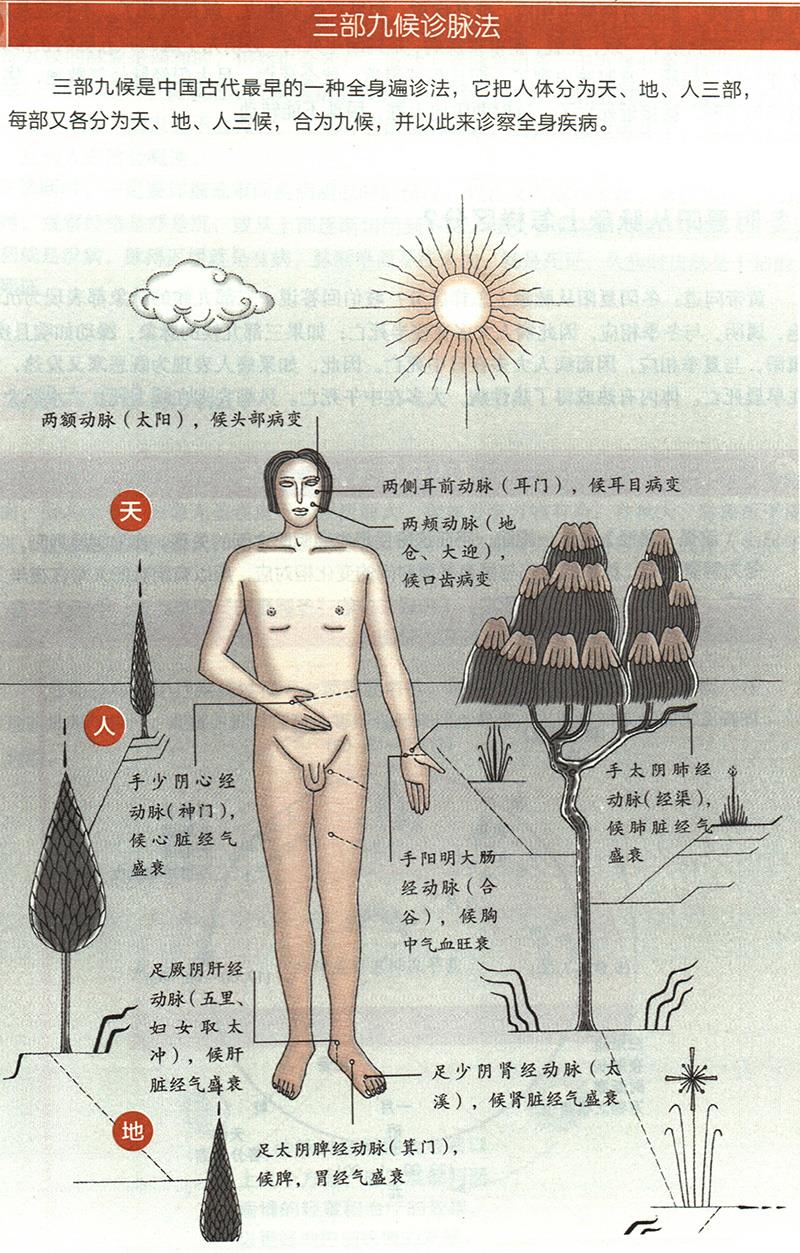 如何根據(jù)三部九候來(lái)診??？