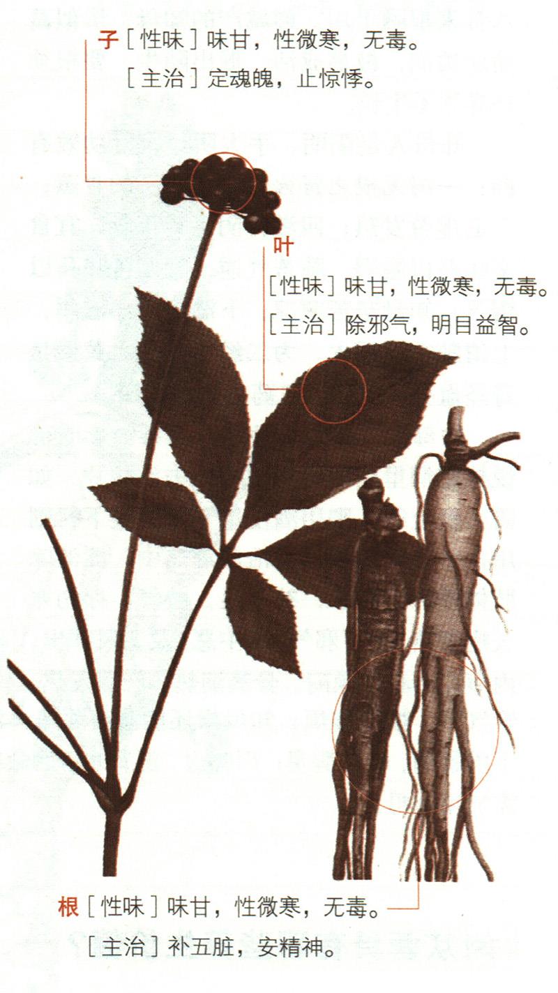 人參具有哪些養(yǎng)生價值？