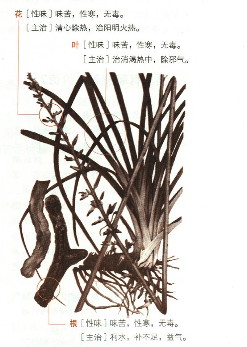 知母具有哪些養(yǎng)生價值？