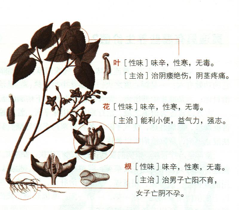 淫羊藿具有哪些養(yǎng)生價值？