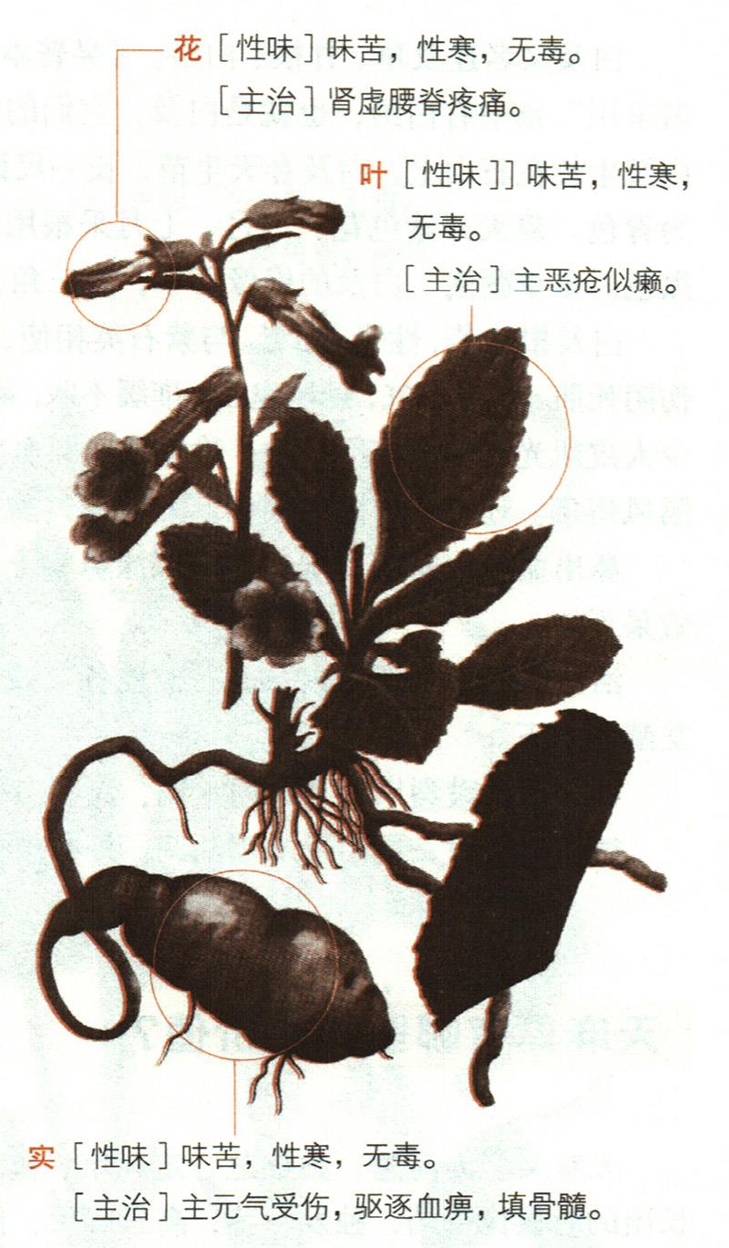 地黃具有哪些養(yǎng)生價(jià)值？