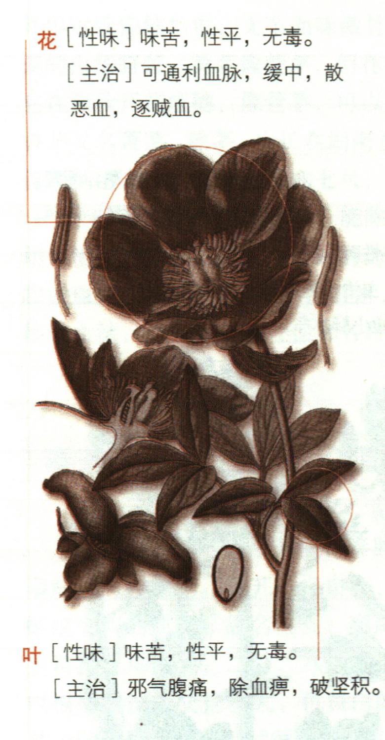 芍藥具有哪些養(yǎng)生價(jià)值？
