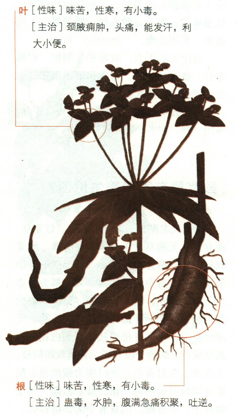 大戟具有哪些養(yǎng)生價(jià)值？