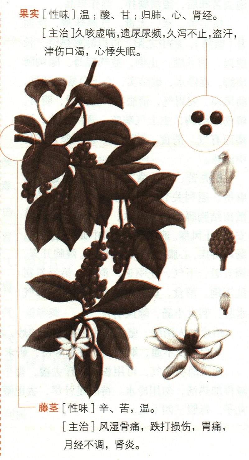 五味子具有哪些養(yǎng)生價(jià)值？